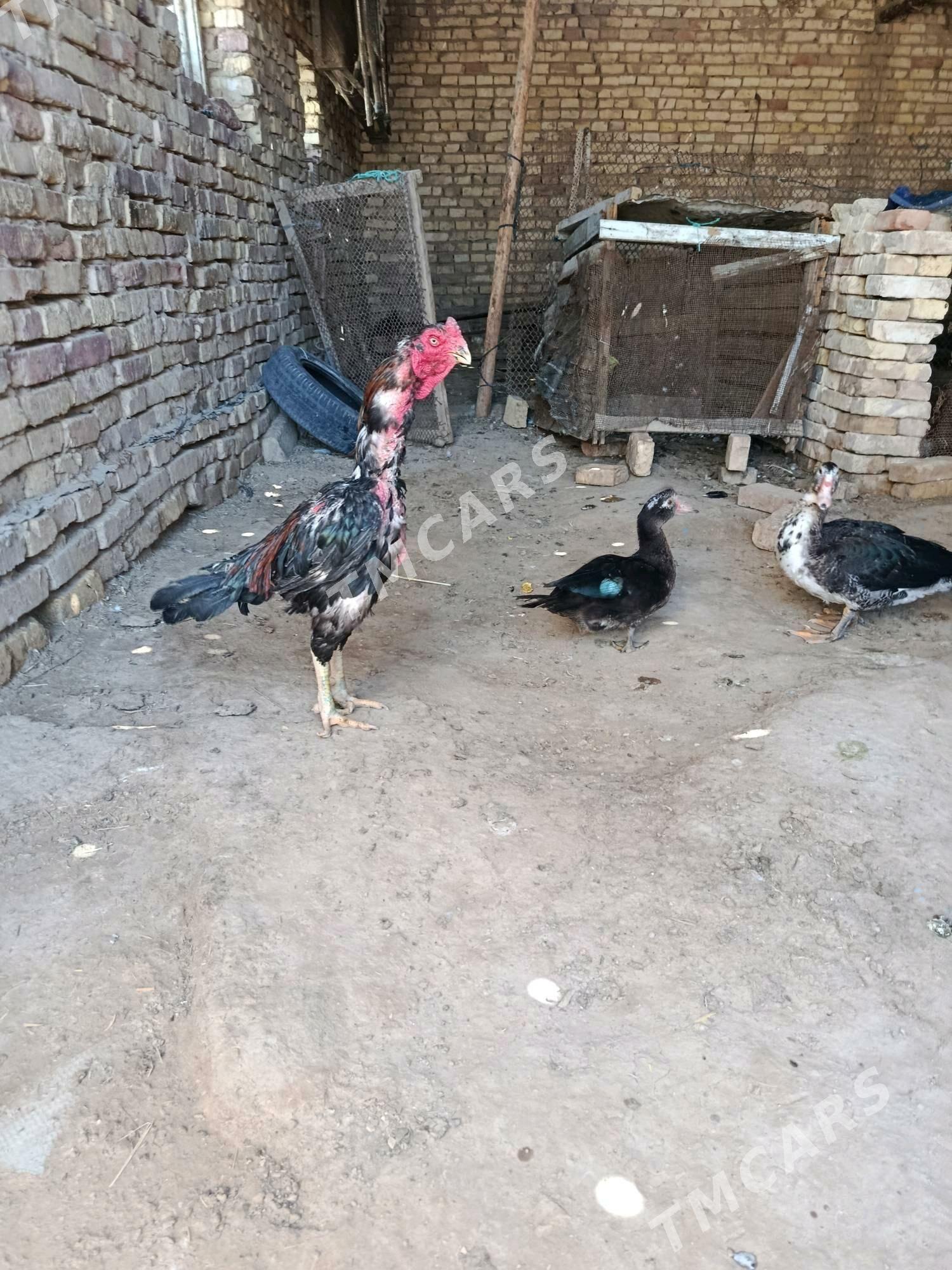 Horaz - Baýramaly - img 2