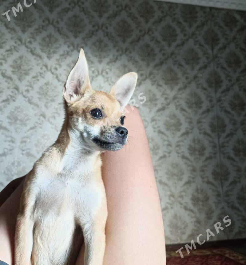 русский той-терьер - Çärjew - img 2