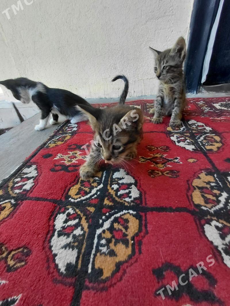 котята в добрые руки - Aşgabat - img 3