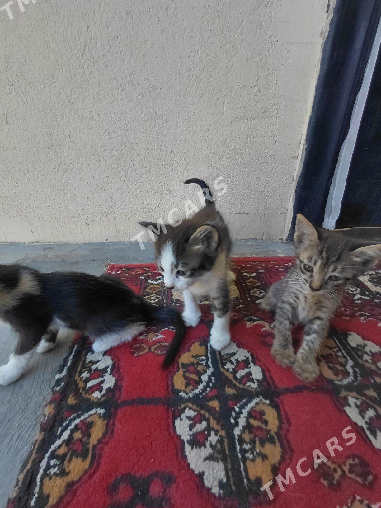 котята в добрые руки - Aşgabat - img 2