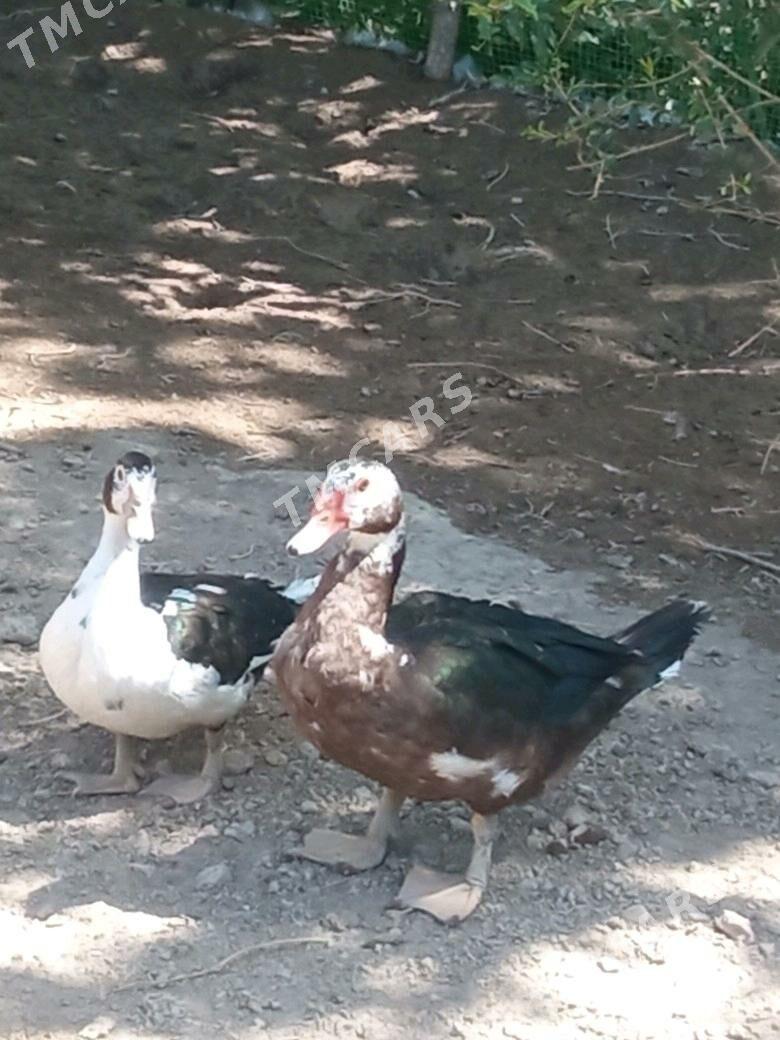 Muskus - Çärjew - img 3