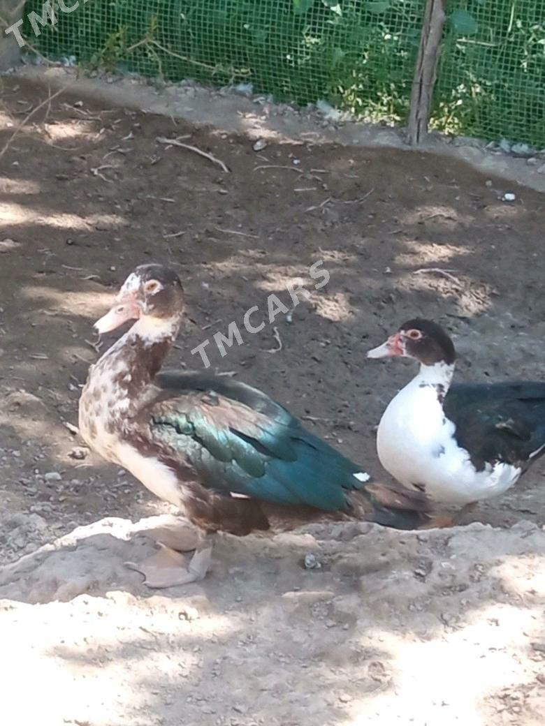 Muskus - Çärjew - img 7