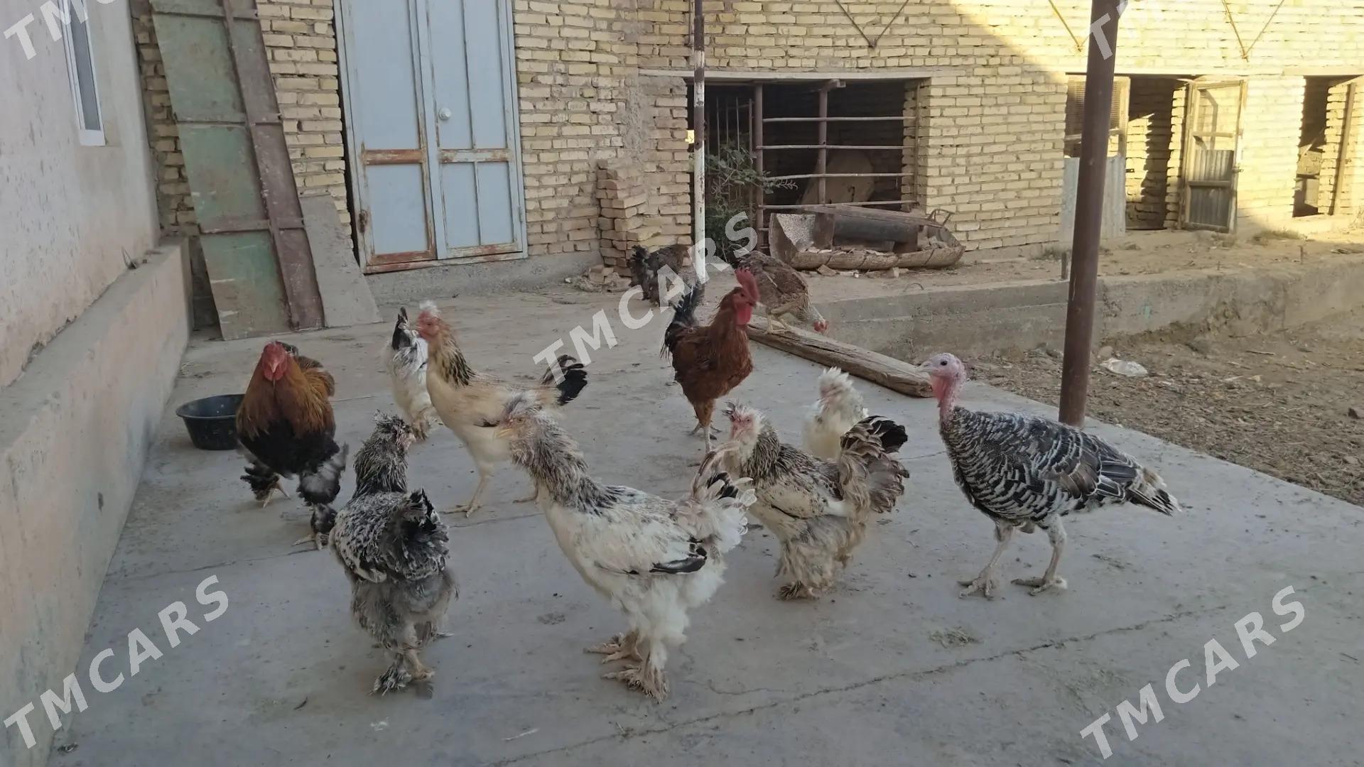 tovuk - Türkmenabat - img 2