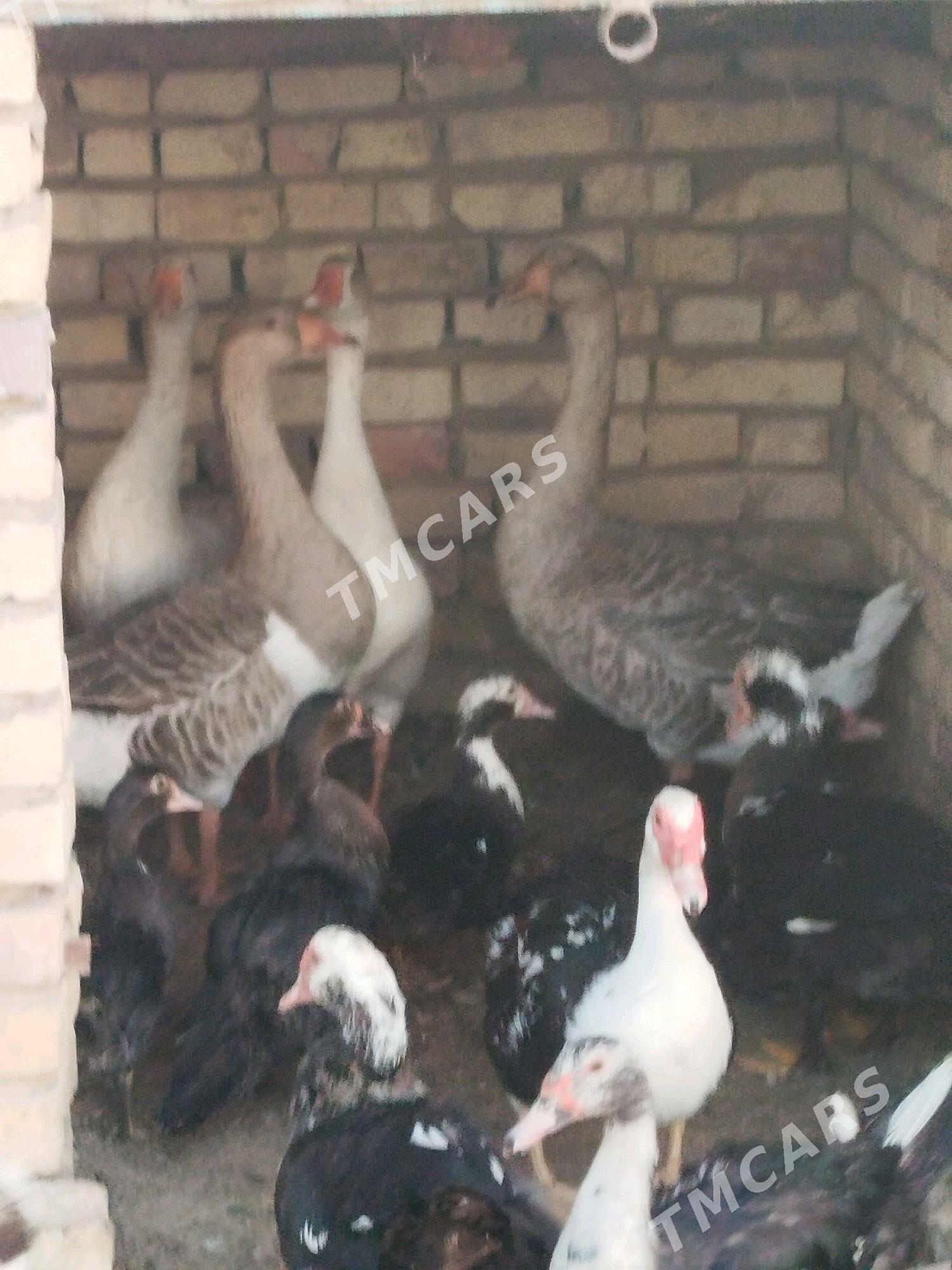 Gus 2 para - Tejen - img 3