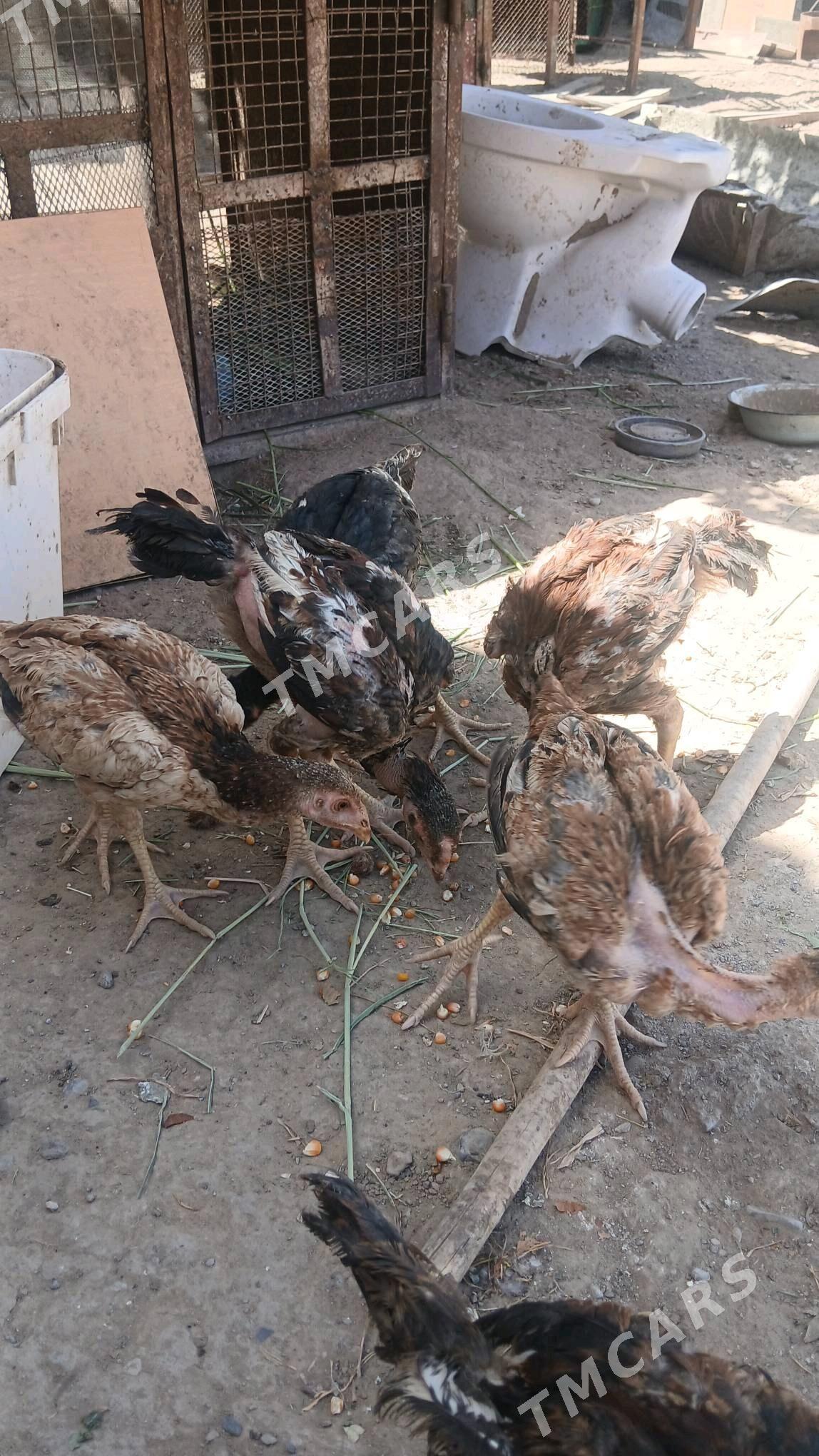 Taşgent jüje 4 aý bolup geçen - Ашхабад - img 3