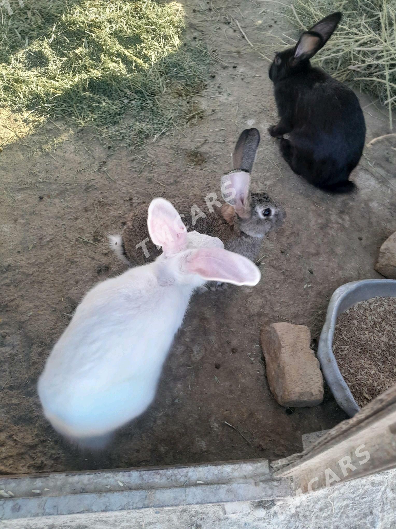 towşan - Кака - img 2