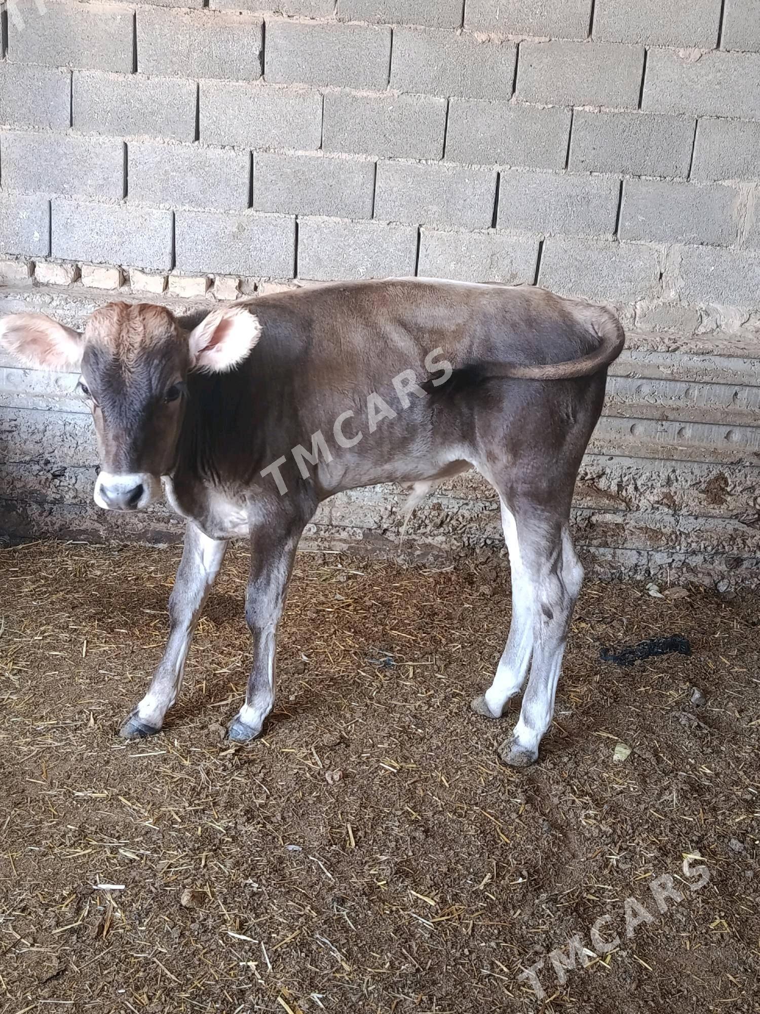 göleli sygyr - Gyzylarbat - img 2