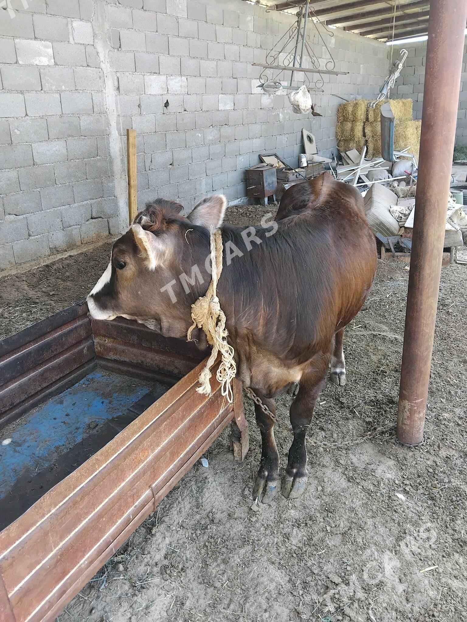 tüwe - Gökdepe - img 5