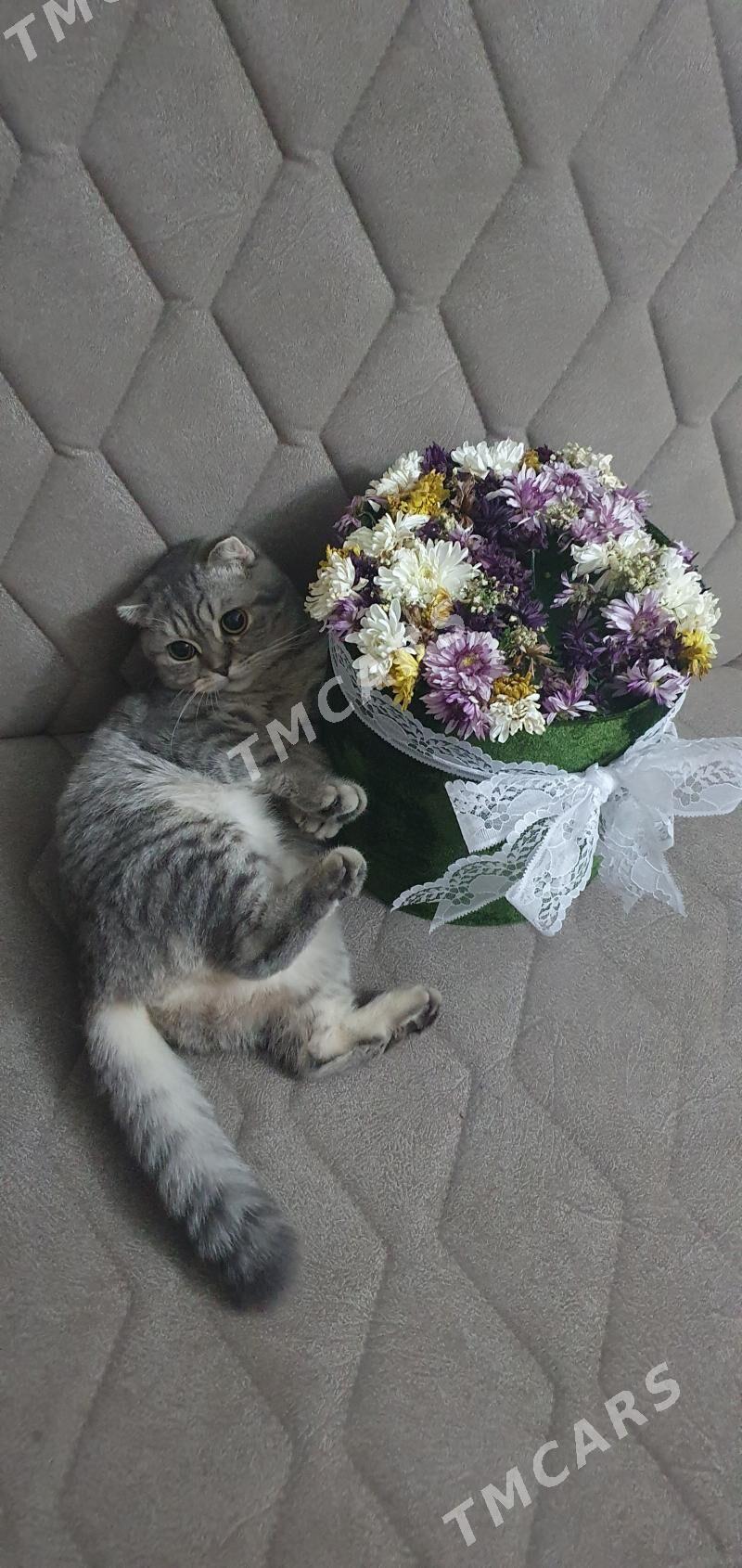 Шотландские котята - Ашхабад - img 2
