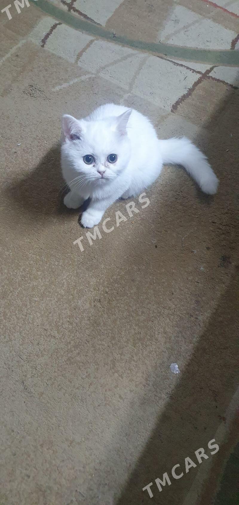 Шотландские котята - Ашхабад - img 3