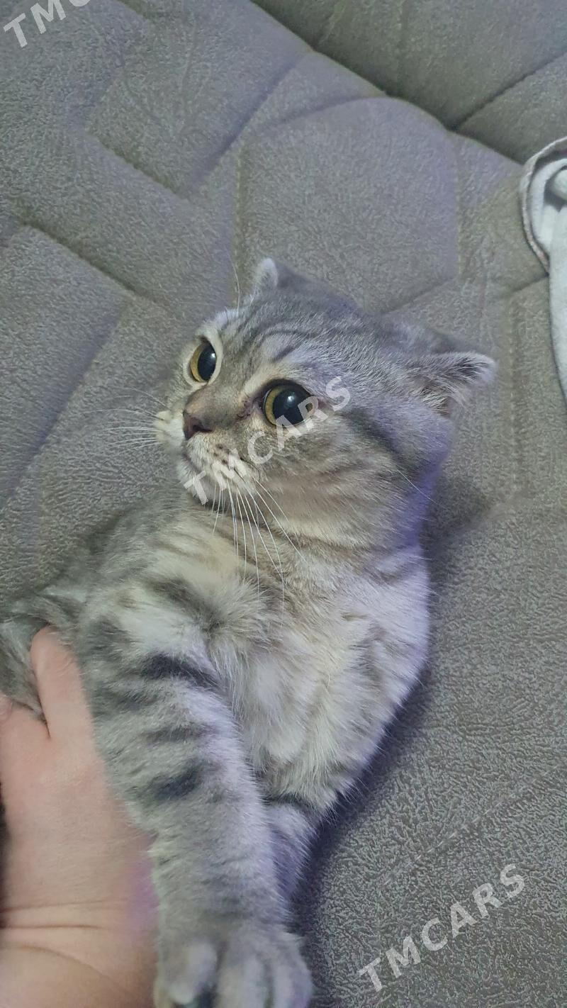 Шотландские котята - Ашхабад - img 5