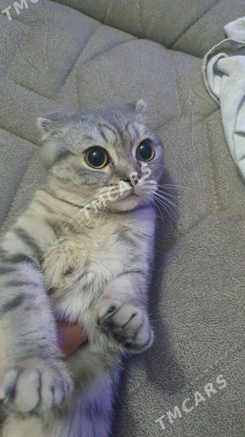 Шотландские котята - Ашхабад - img 4