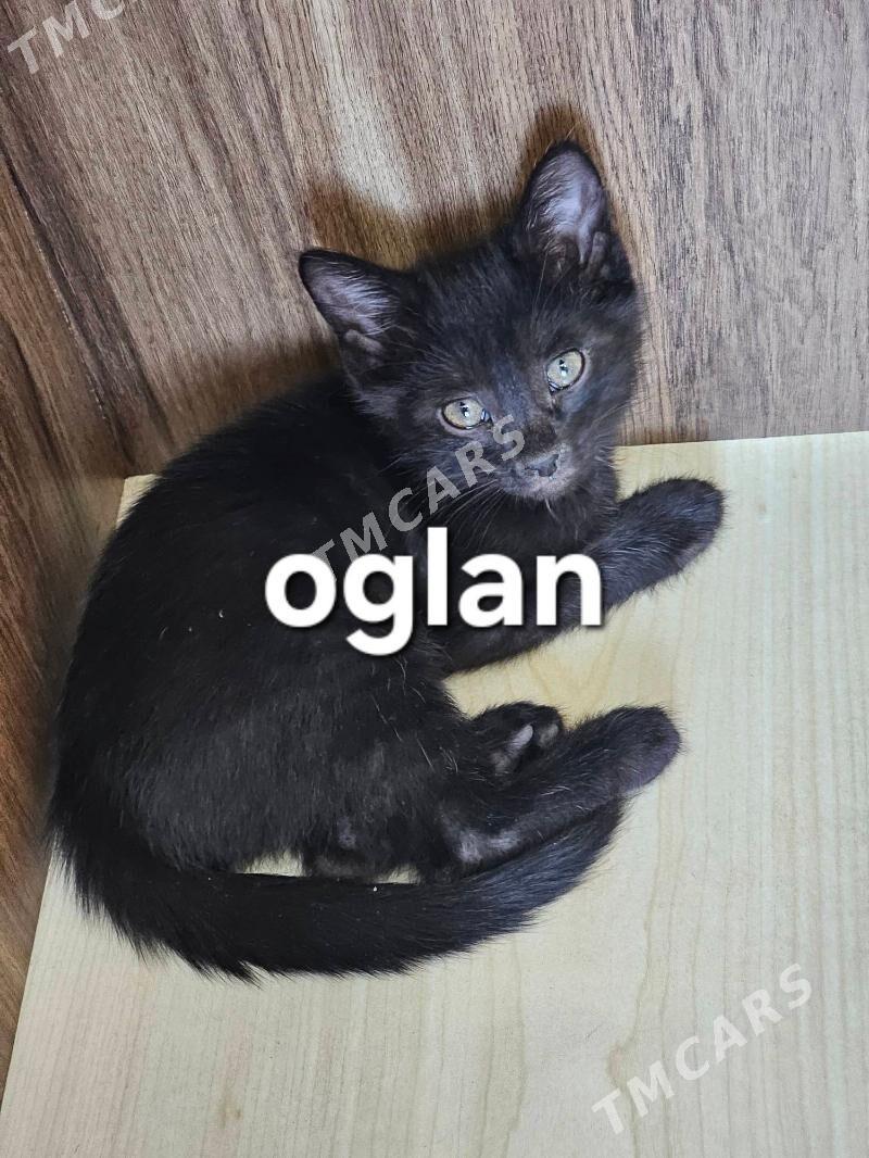 pişik - Daşoguz - img 2