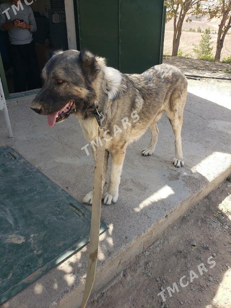 Yolbars - Aşgabat - img 2
