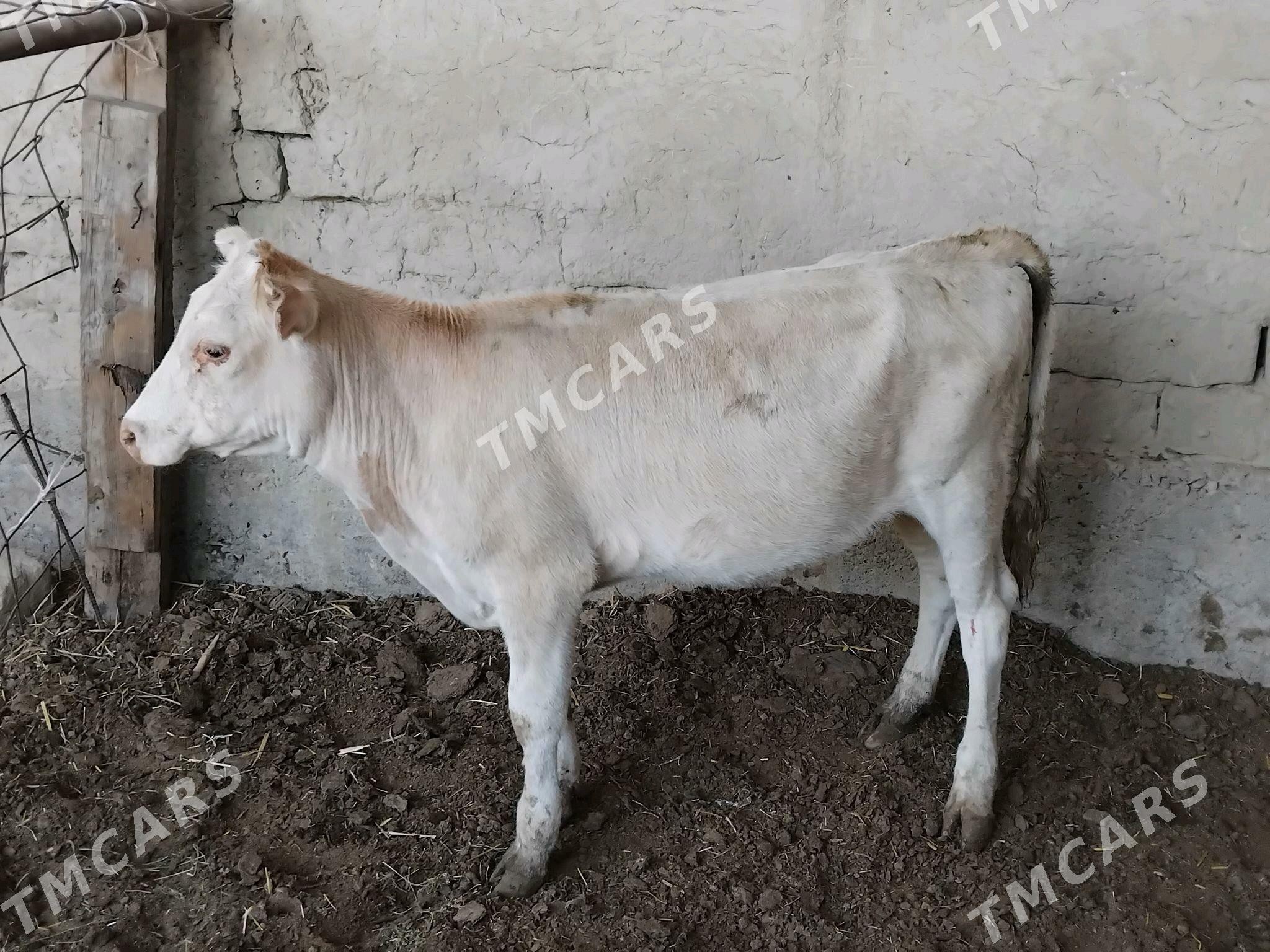 mal - Бахарден - img 2