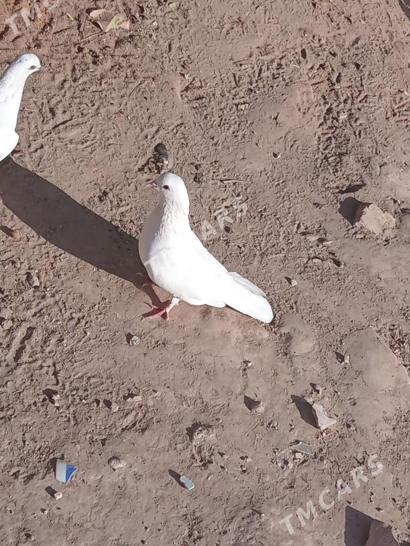 kepderi - Türkmenabat - img 2