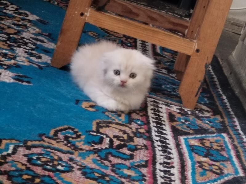 Шотландские вислоухие котята - Mary - img 7
