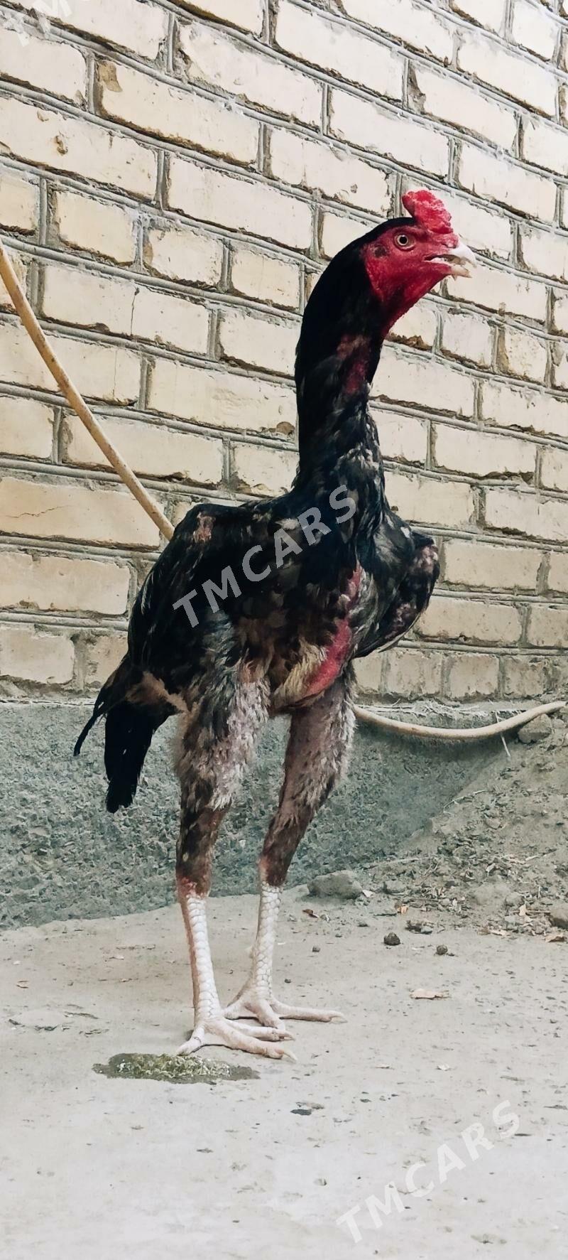 BABAÝ JUYJE - Türkmenabat - img 3