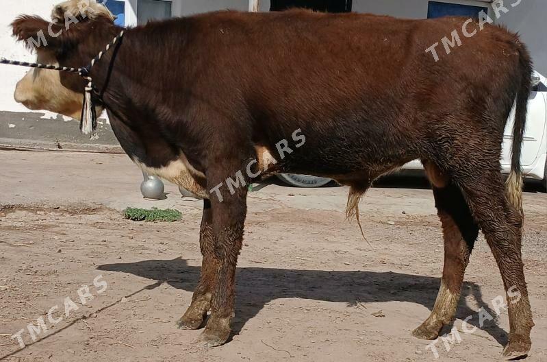 öküz - Büzmeýin - img 2