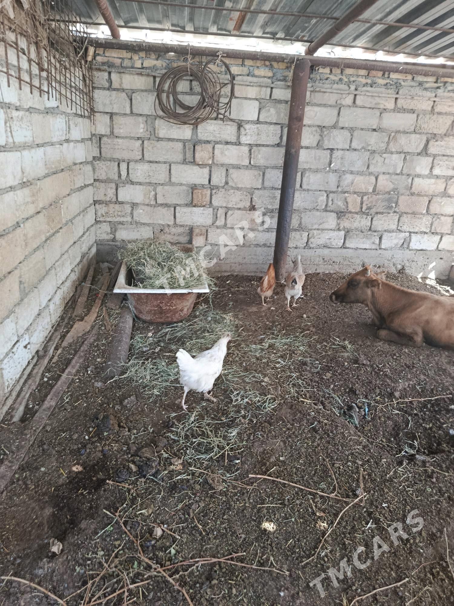 Towuk - Balkanabat - img 2