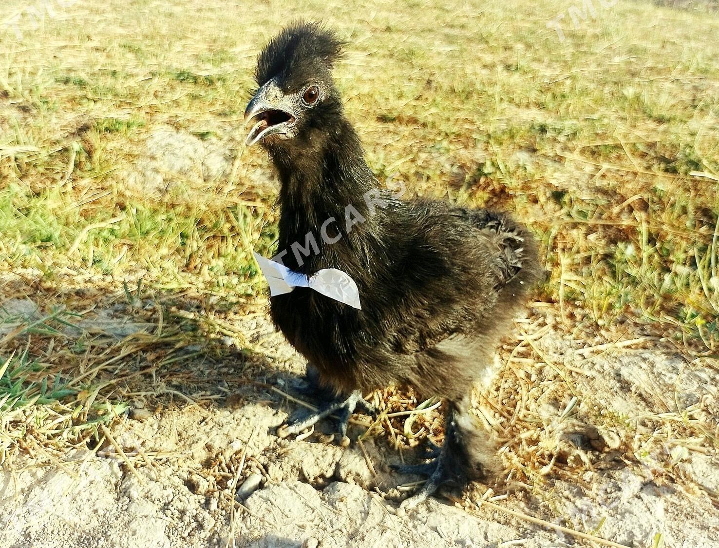 Karlık Troýka Towşantüý Towuk. - Ёлётен - img 5