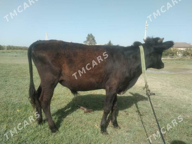 öküzçe - Türkmenabat - img 3