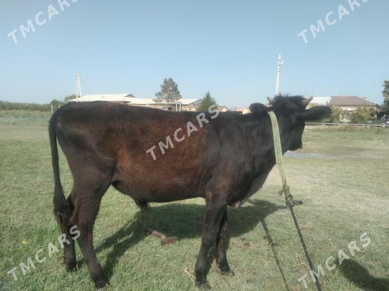 öküzçe - Türkmenabat - img 4