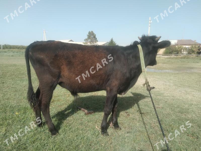 öküzçe - Türkmenabat - img 2