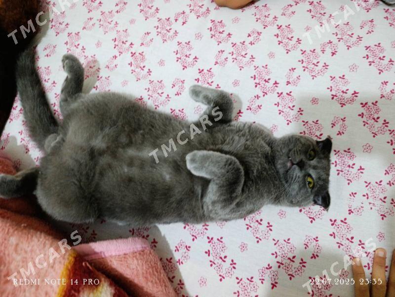 Британский вислоухи - Türkmenabat - img 2