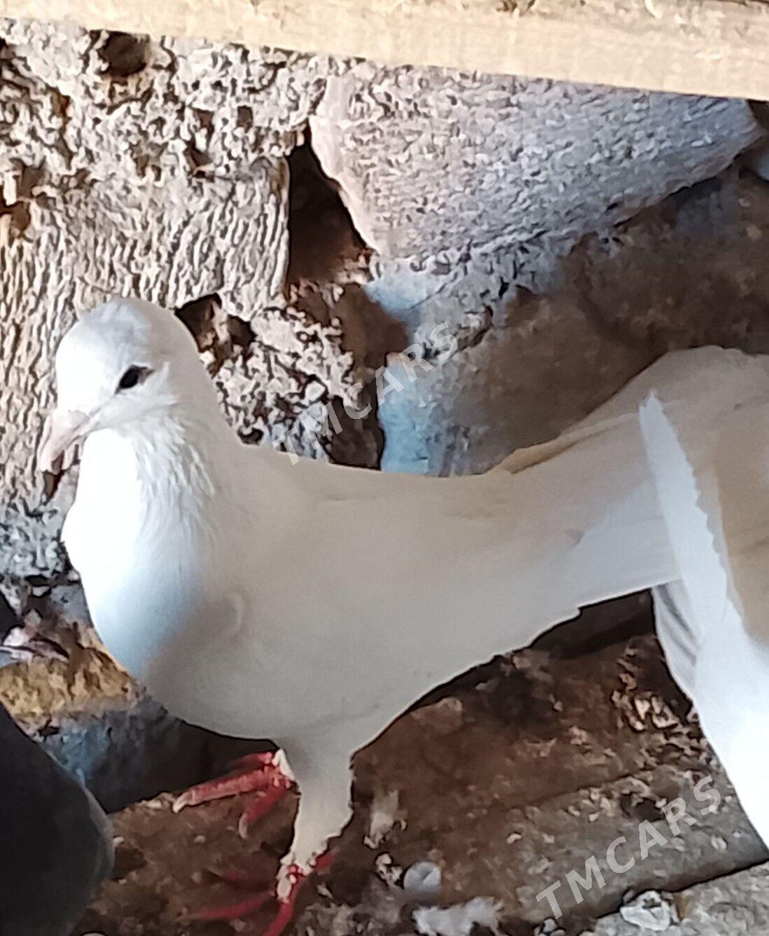 kepderi - Jebel - img 2
