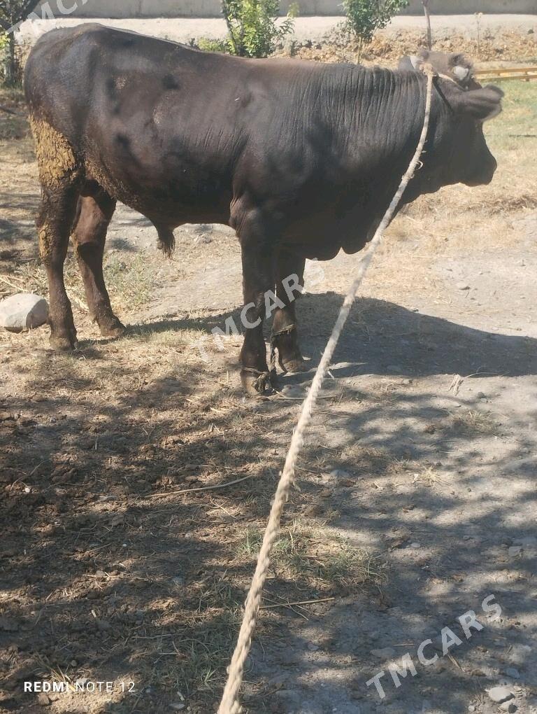 ŞVES OKUZ - Bäherden - img 2
