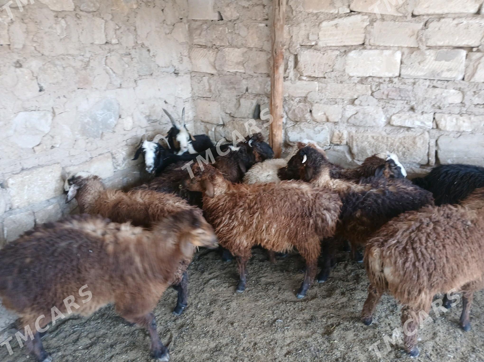 tokly - Balkanabat - img 2