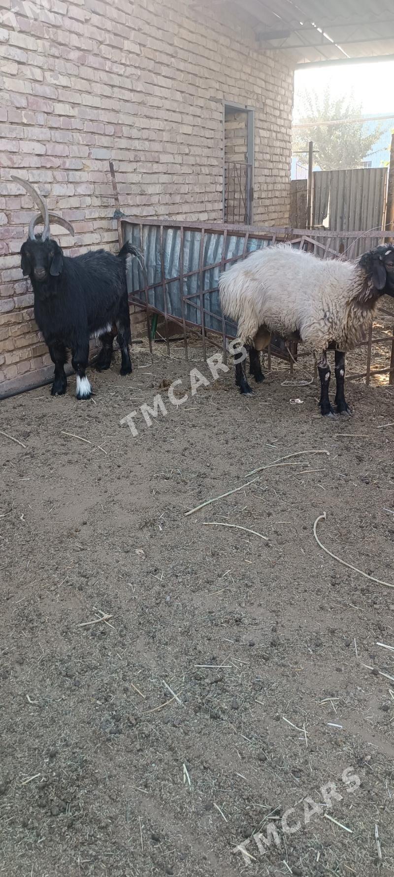 Goç  Teke - Tejen - img 2