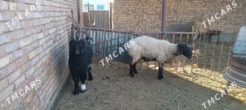 Goç  Teke - Tejen - img 3