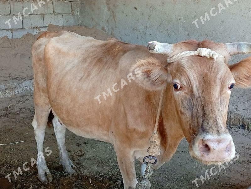 𝐆𝐘𝐒𝐘𝐑 𝐒𝐘𝐆𝐘𝐑 - Гёкдепе - img 2