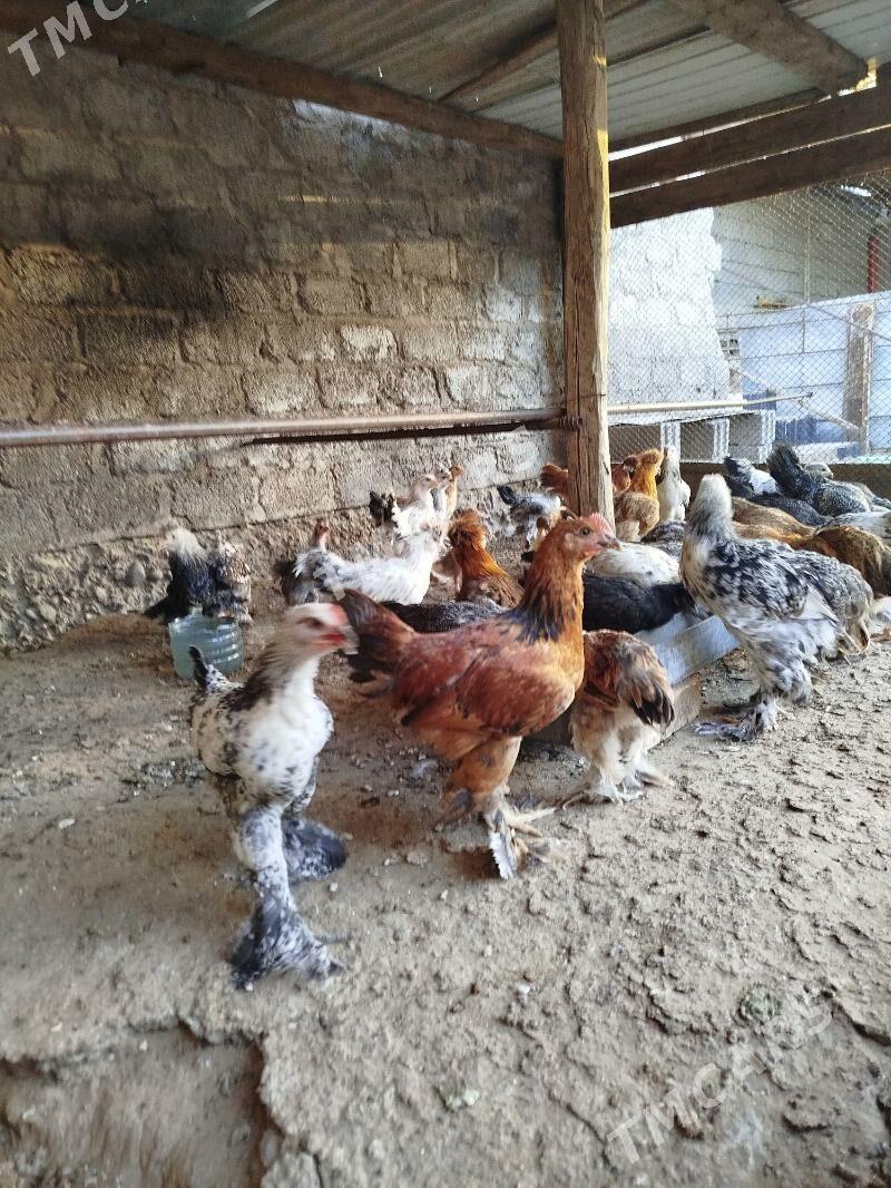 balgar juyjeler - Garadamak Şor - img 3