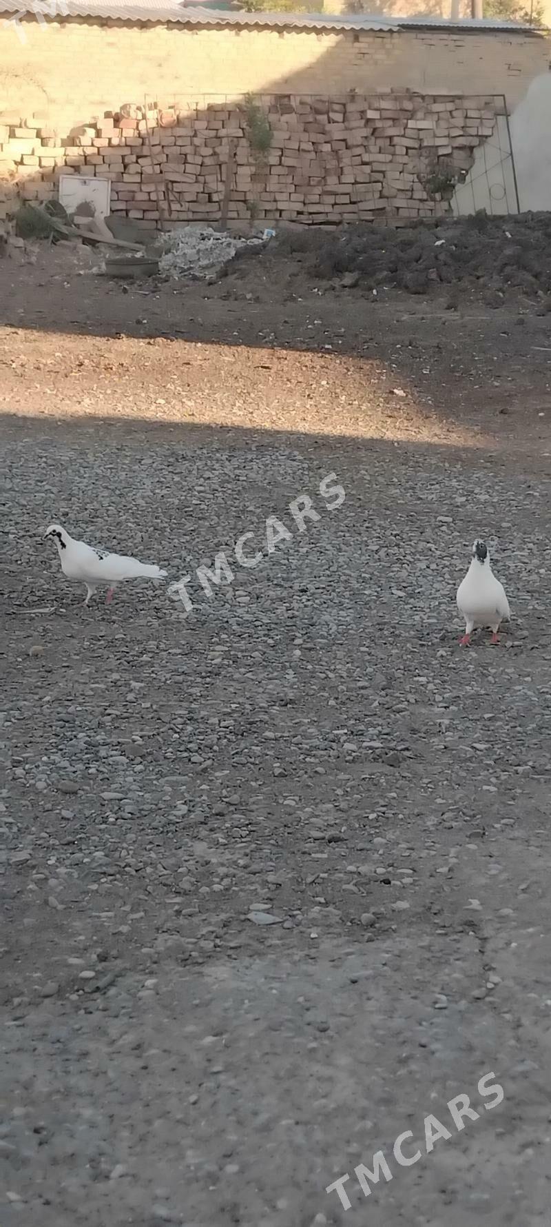 kepderi - Мары - img 2