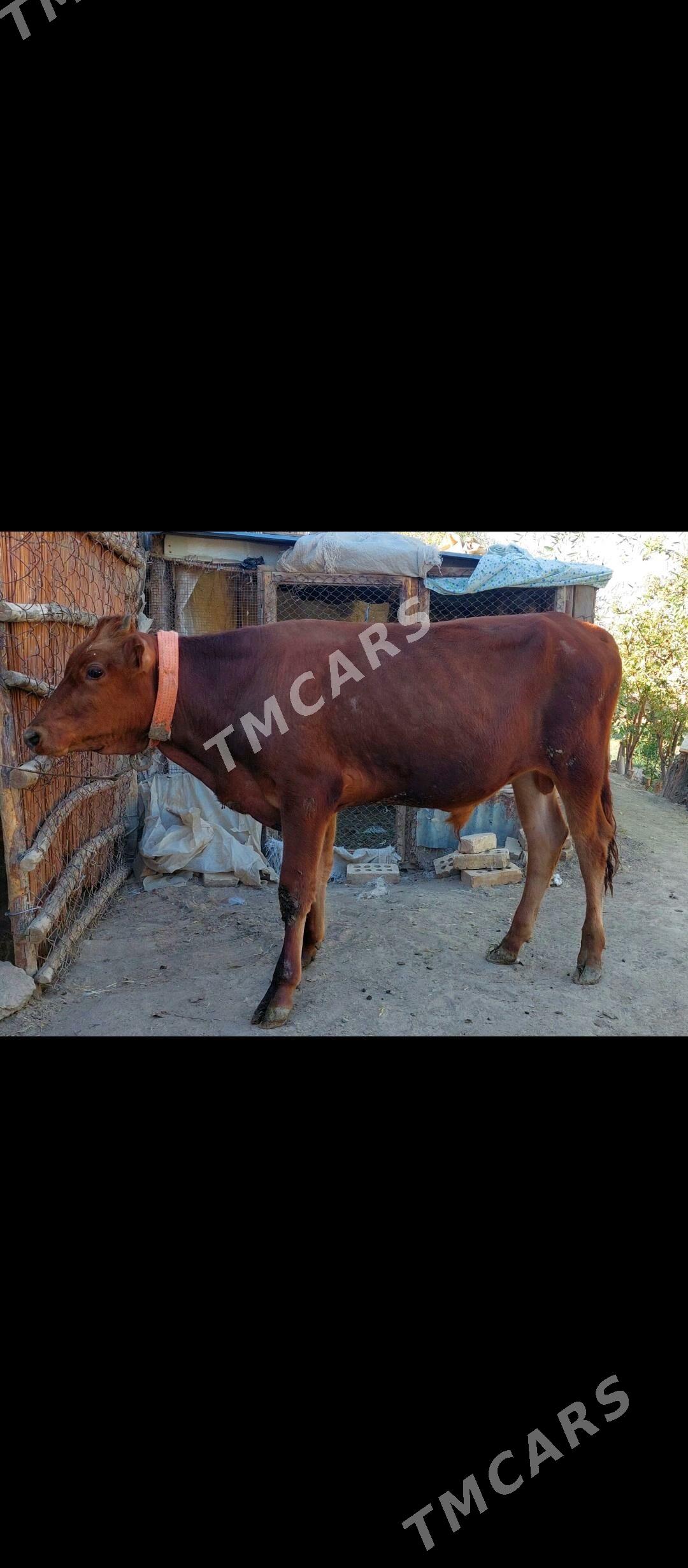 Öküz - Sakarçäge - img 3