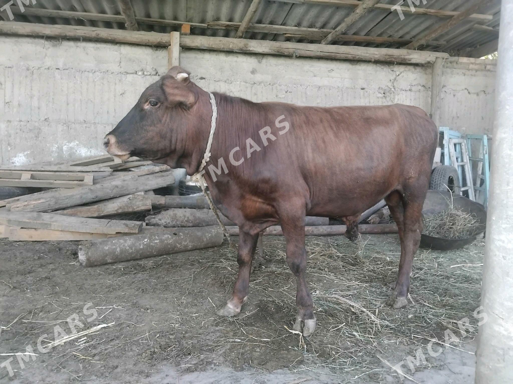 õkuz - Гёкдепе - img 2