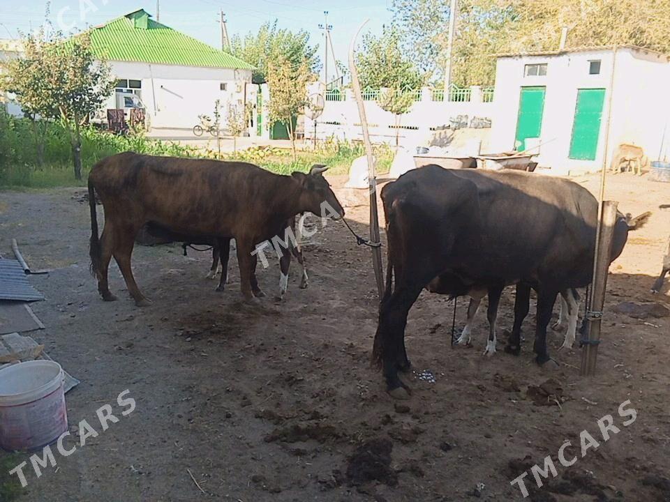 goleli sygyr - Чоганлы - img 4
