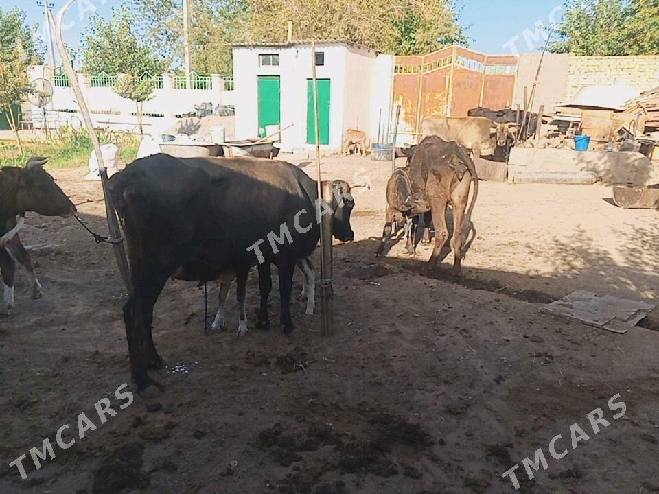 goleli sygyr - Чоганлы - img 2