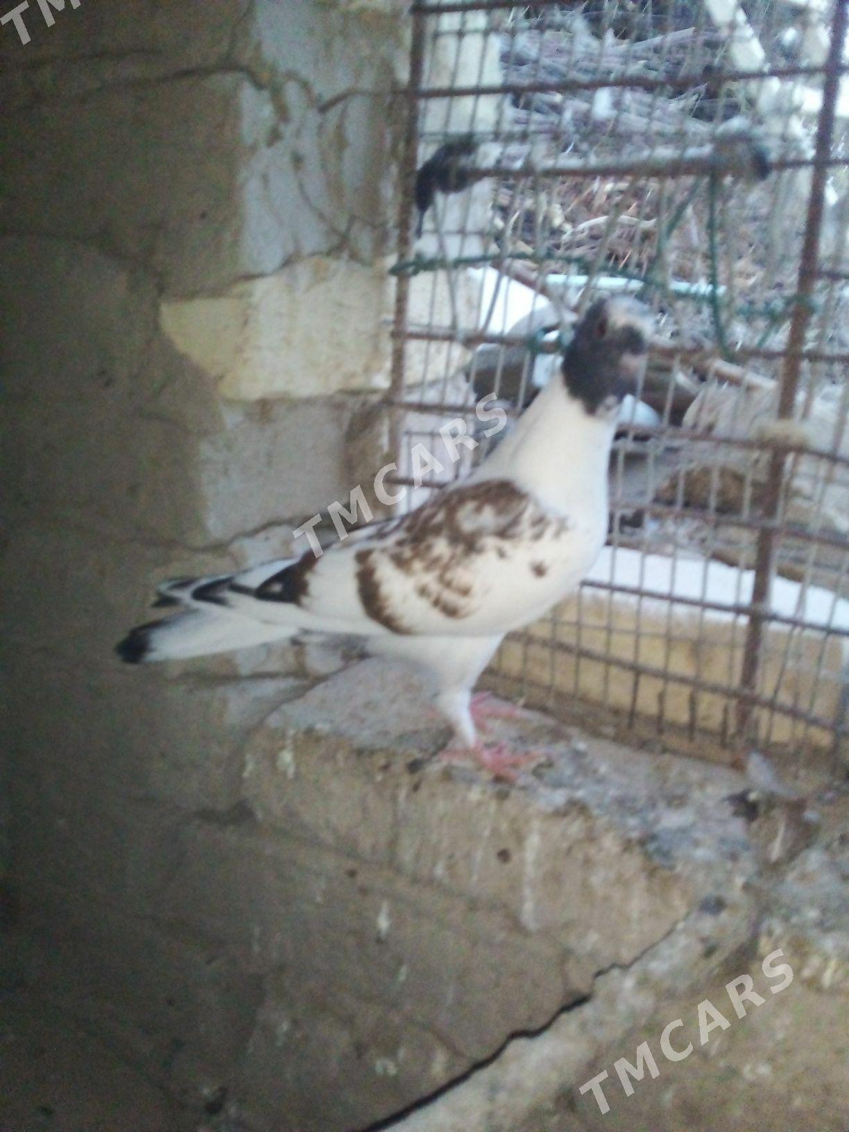 kepderi - Векильбазар - img 2