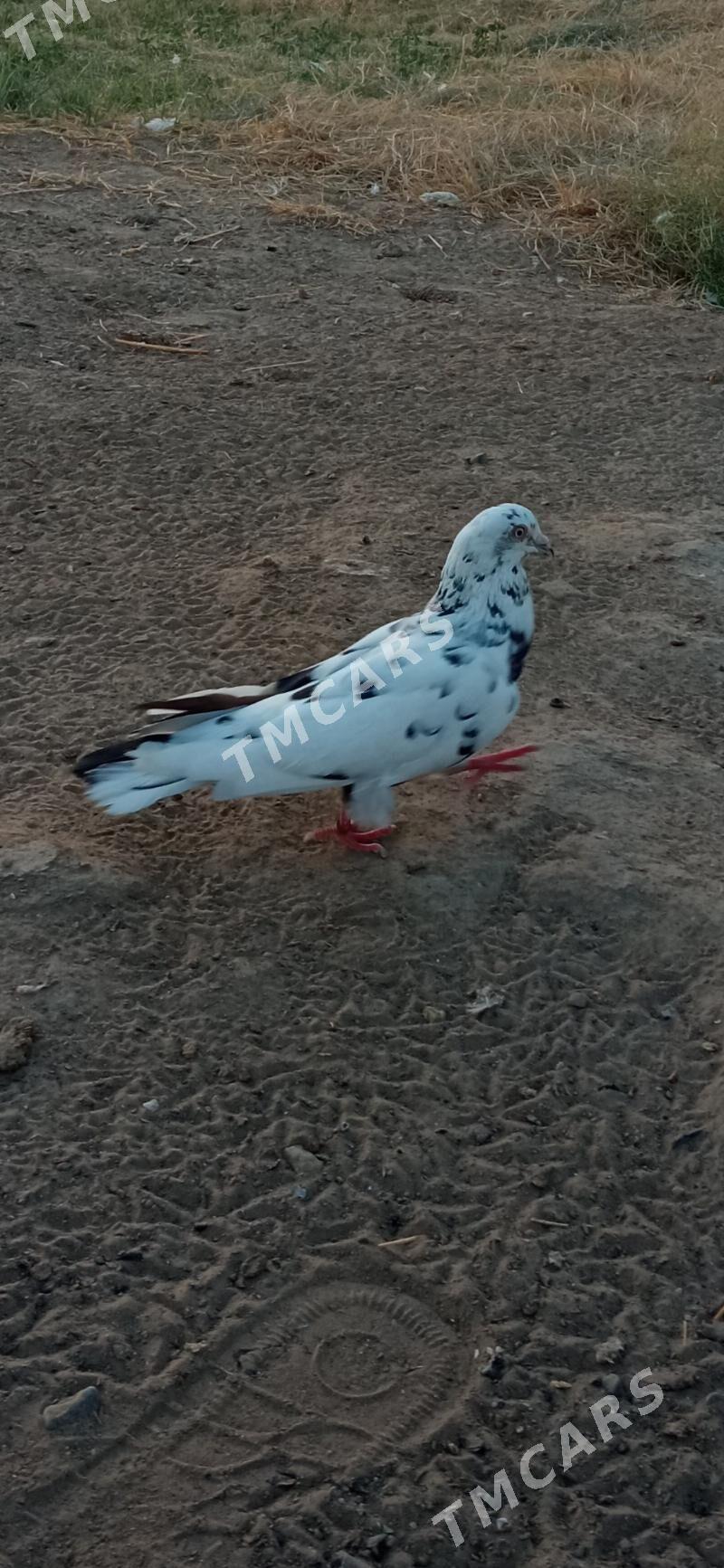 kepderi - Мары - img 3