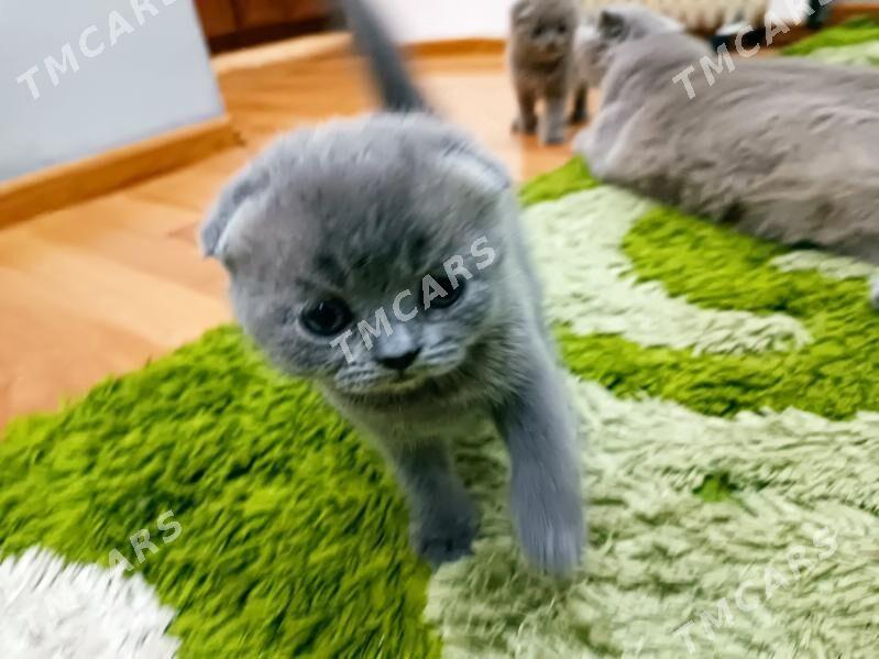 шотландские котята - Ашхабад - img 2