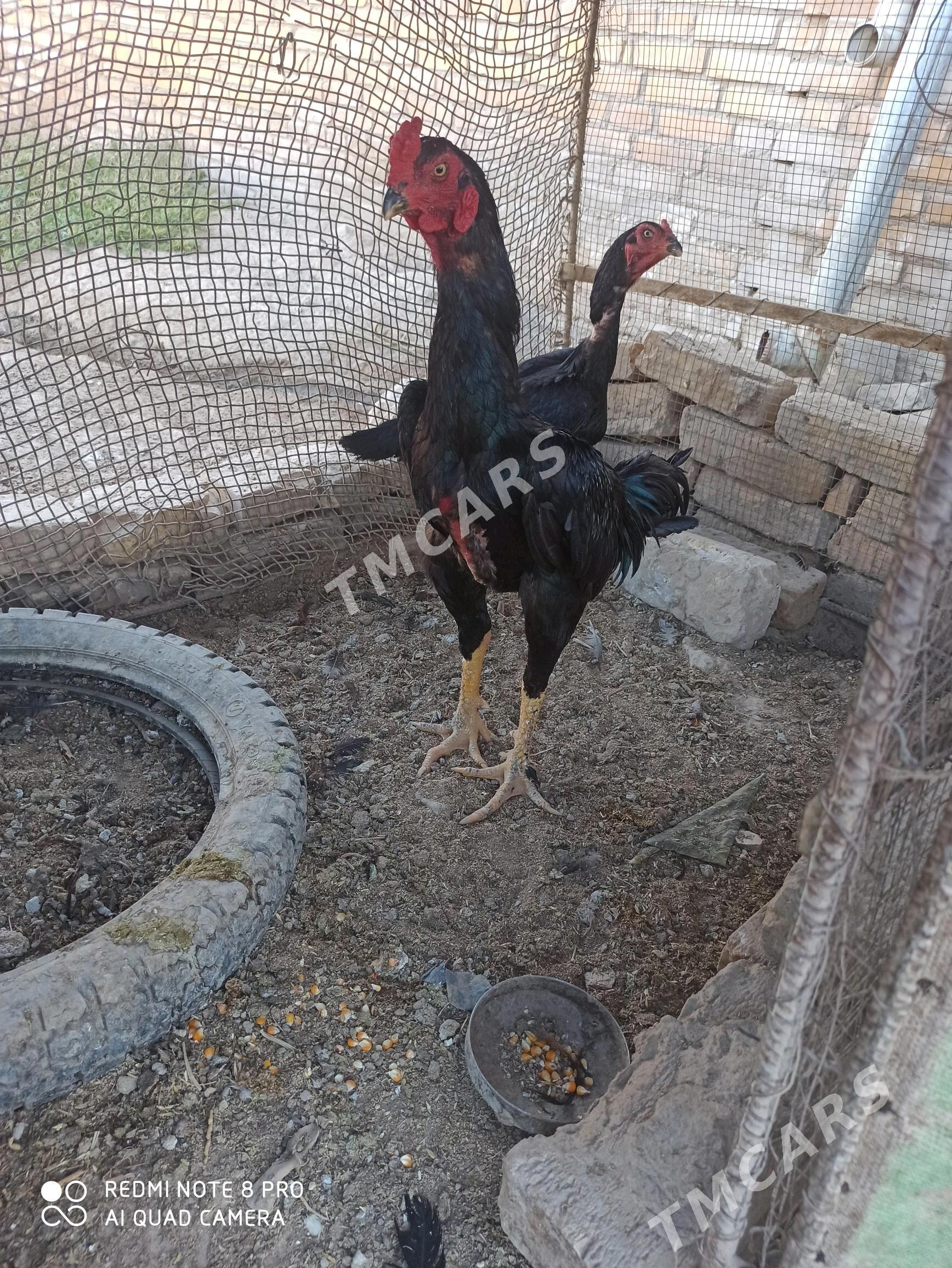 Bayes horaz,juyje,maki. - Kerki - img 2