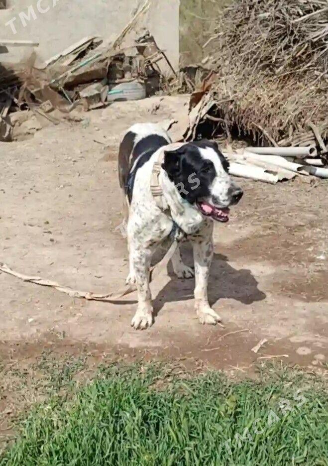 Bürgüt - Murgap - img 2