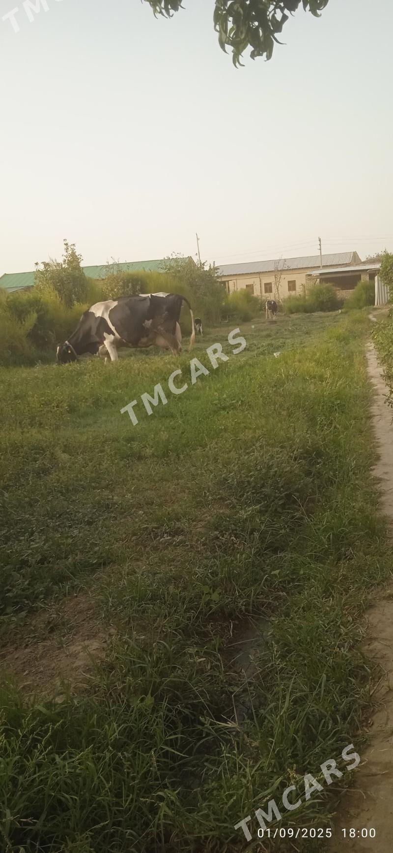 galyşteýin teze dogan - Dänew - img 2