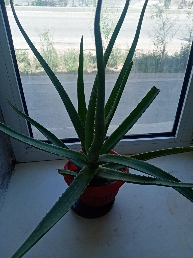 aloe - Туркменбаши - img 8