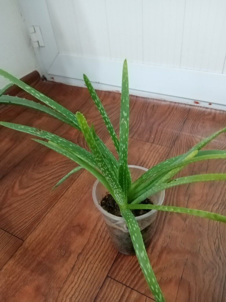 aloe - Туркменбаши - img 9