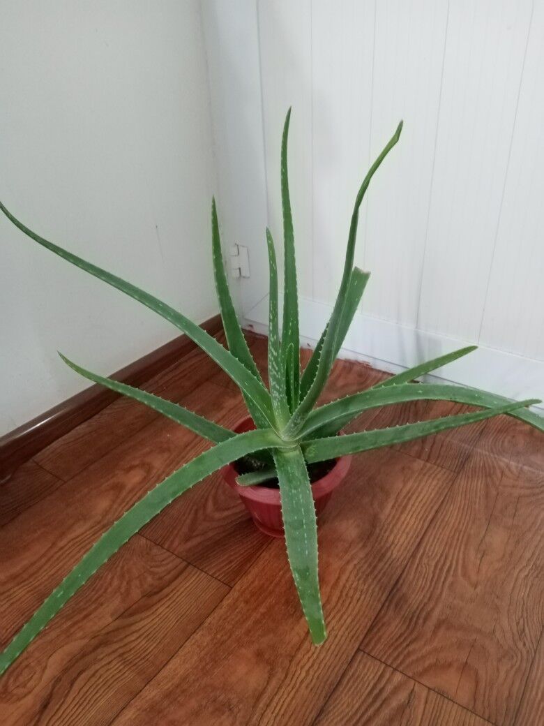 aloe - Туркменбаши - img 10
